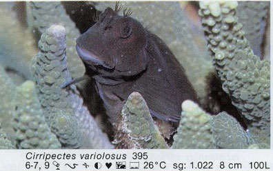 Cirripectes variolosus